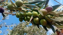 Imagen de La olivicultura de una región de Argentina está entre las mejores del mundo