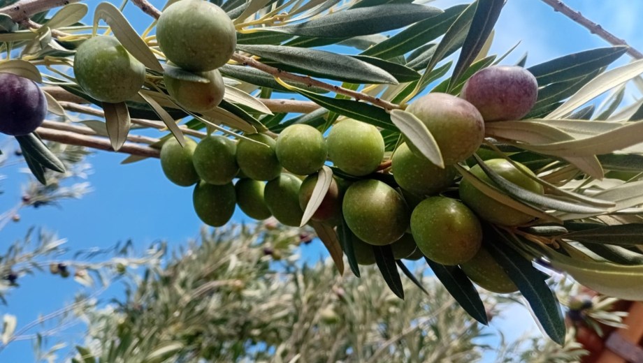 Olivo con alta carga de aceitunas en Río Negro. Foto: gentileza Víctor Tomaselli.