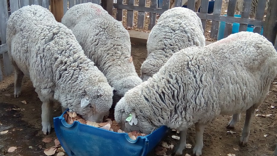 Ovejas con suplementación de hojas de álamo.
