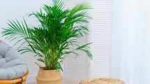 Imagen de Palmera Areca: el aliado natural para refrescar tu hogar en verano