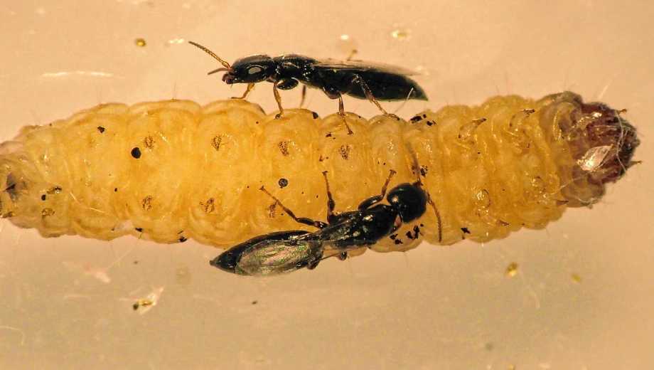 El Goniozus legneri, un biocontrolador parasitando larva de carpocapsa. Foto: gentileza INTA Alto Valle. 