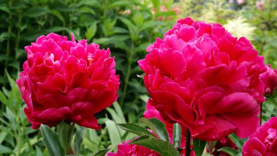 Peonías para el jardín.-