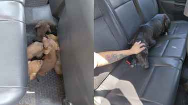 Video | Maltrato animal en Cipolletti: allanaron una casa y rescataron a perras y cachorros desnutridos