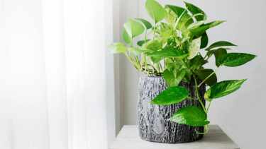 Guía esencial de riego para potus: optimizá el crecimiento de tu planta trepadora