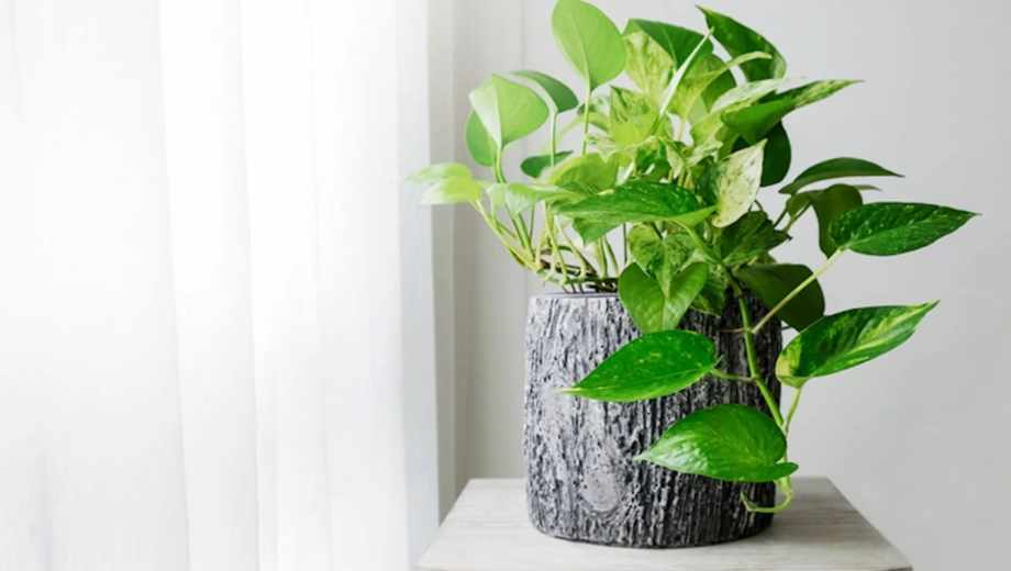 Guía para regar el potus.-