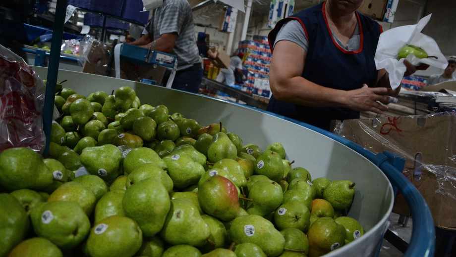 La fruticultura del Alto Valle enfrenta una campaña 2025-2026 con menos volumen por problemas productivos, pero con precios en alza tanto en el mercado interno como en el externo. Foto: archivo Andrés Maripe.