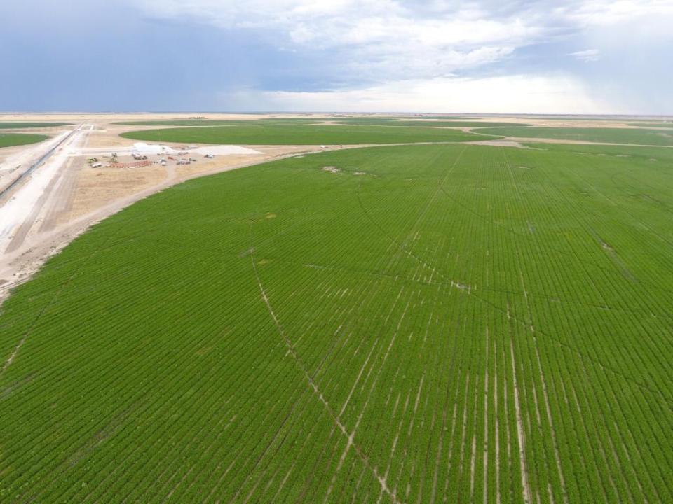 Harán alfalfa bajo riego en el desierto patagónico de Río Negro.