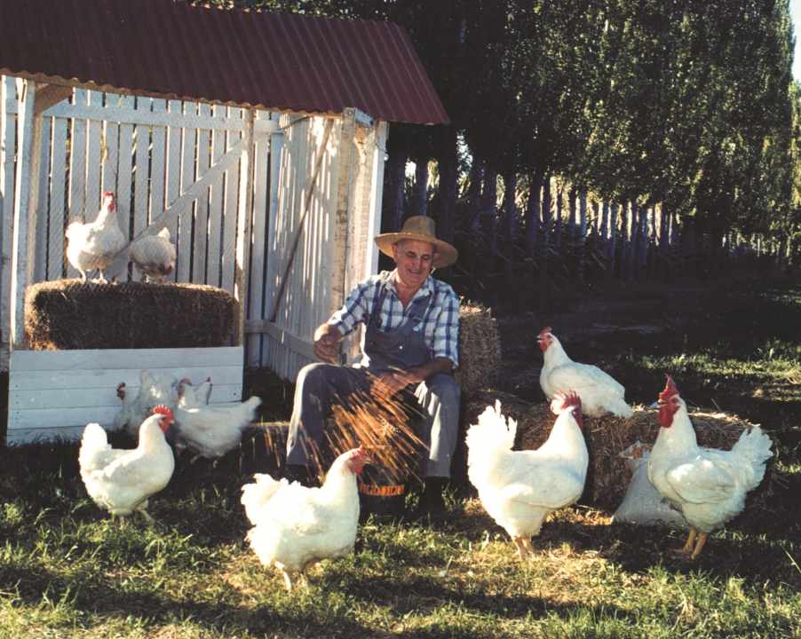 Roberto Maionchi, fundador de Pollolín, la mayor avícola de la Patagonia, en Río Negro. Foto: gentileza Pollolín.