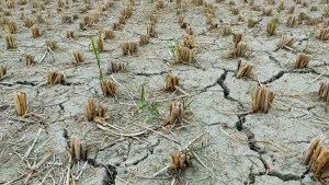 Cuáles son las áreas de Argentina con mayor tiempo de sequía y qué pronósticos de lluvia hay para el trimestre enero-marzo 2026