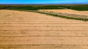 La cosecha de trigo finalizó con un rinde récord y se esperan US$3.700 millones por exportaciones