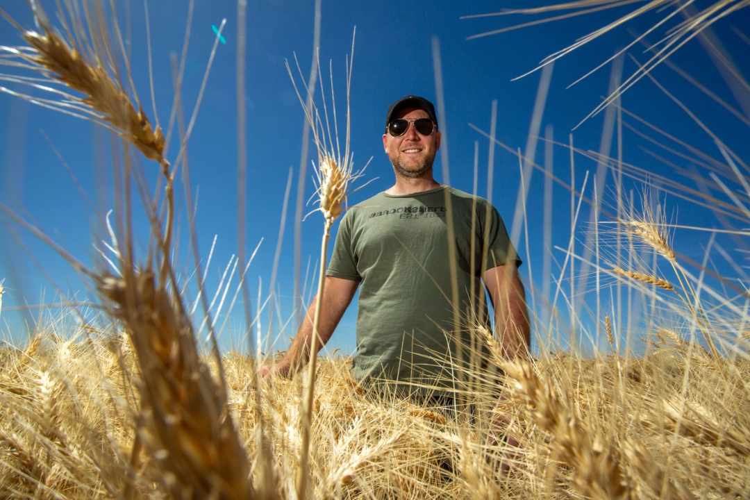 Rodrigo Travaglio estuvo a cargo de 57 hectáreas de trigo en Río Negro en 2025-2026. Foto: Juan Macri.