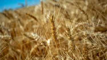 Río Negro es un oasis en medio de la crisis de calidad panadera que atraviesa el trigo argentino