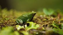 Imagen de Chile y Argentina refuerzan la protección de la ranita de Darwin, una especie al borde de la extinción
