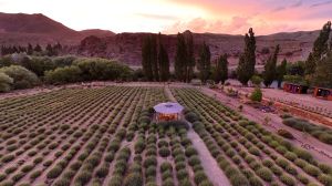 Villa Llanquín, el Carnaval que florece con la Fiesta de la lavanda