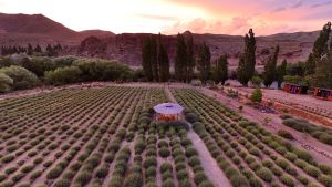 Villa Llanquín, el Carnaval que florece con la Fiesta de la lavanda