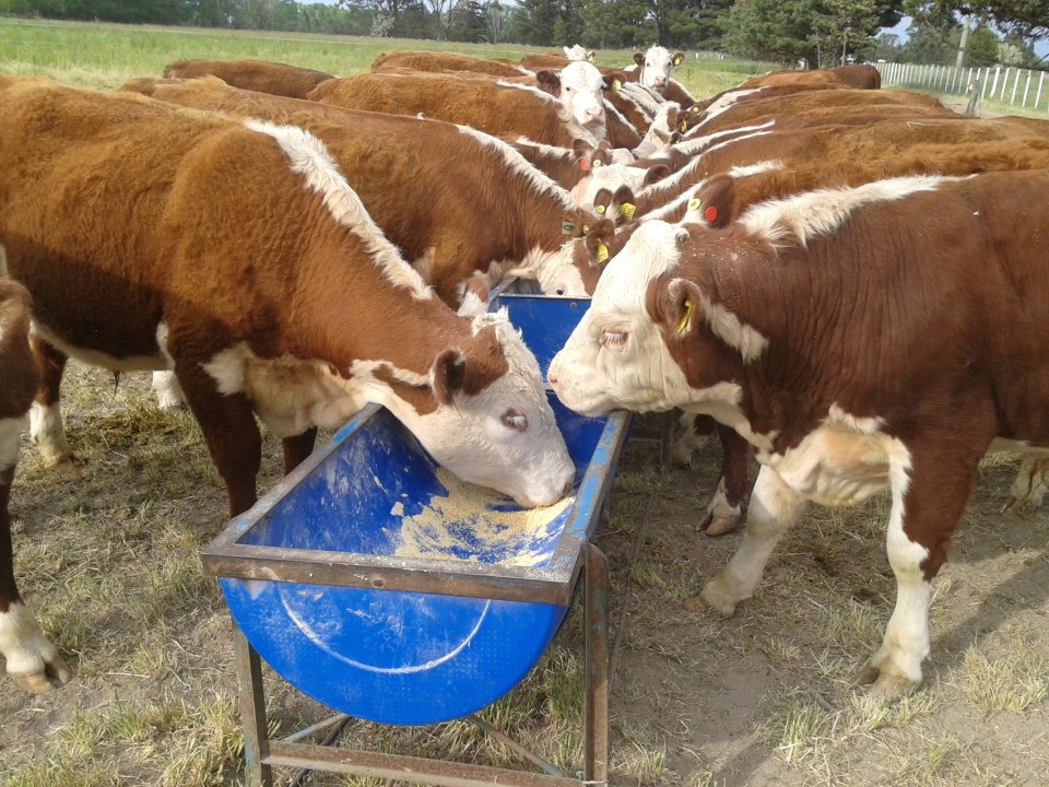 Maíz en la dieta bovina: cómo mejorar la ganancia de peso y la calidad de carne con un manejo adecuado