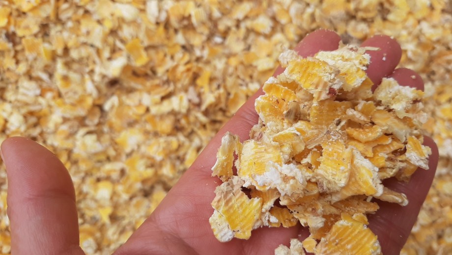 Maíz, alto aporte energético en alimentación bovina.