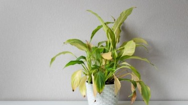 Hojas lacias y flores que se caen: cómo detectar el estrés por calor en las plantas y qué hacer