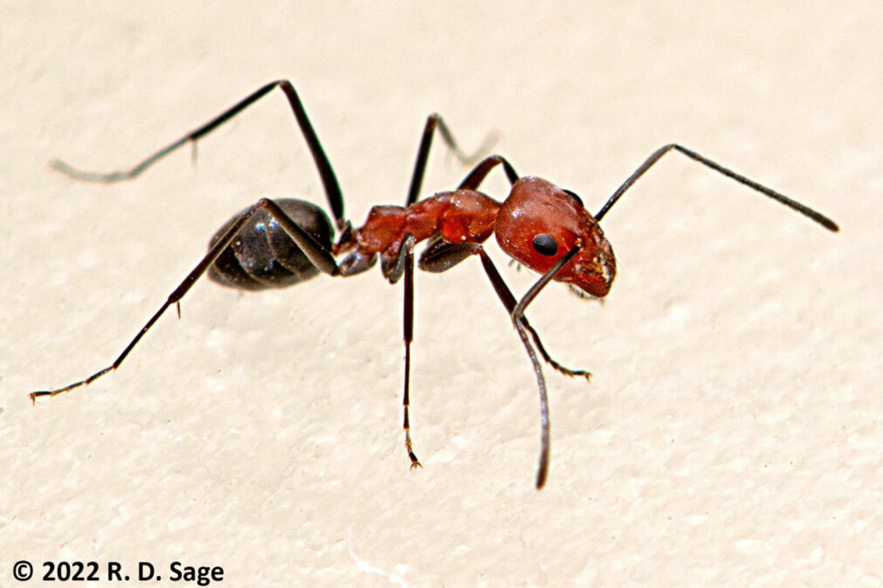 Con más calor, las hormigas patagónicas hacen más trabajo en equipo