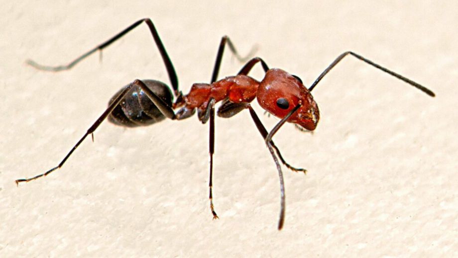 El calor moderado potencia el trabajo en equipo de las hormigas patagónicas