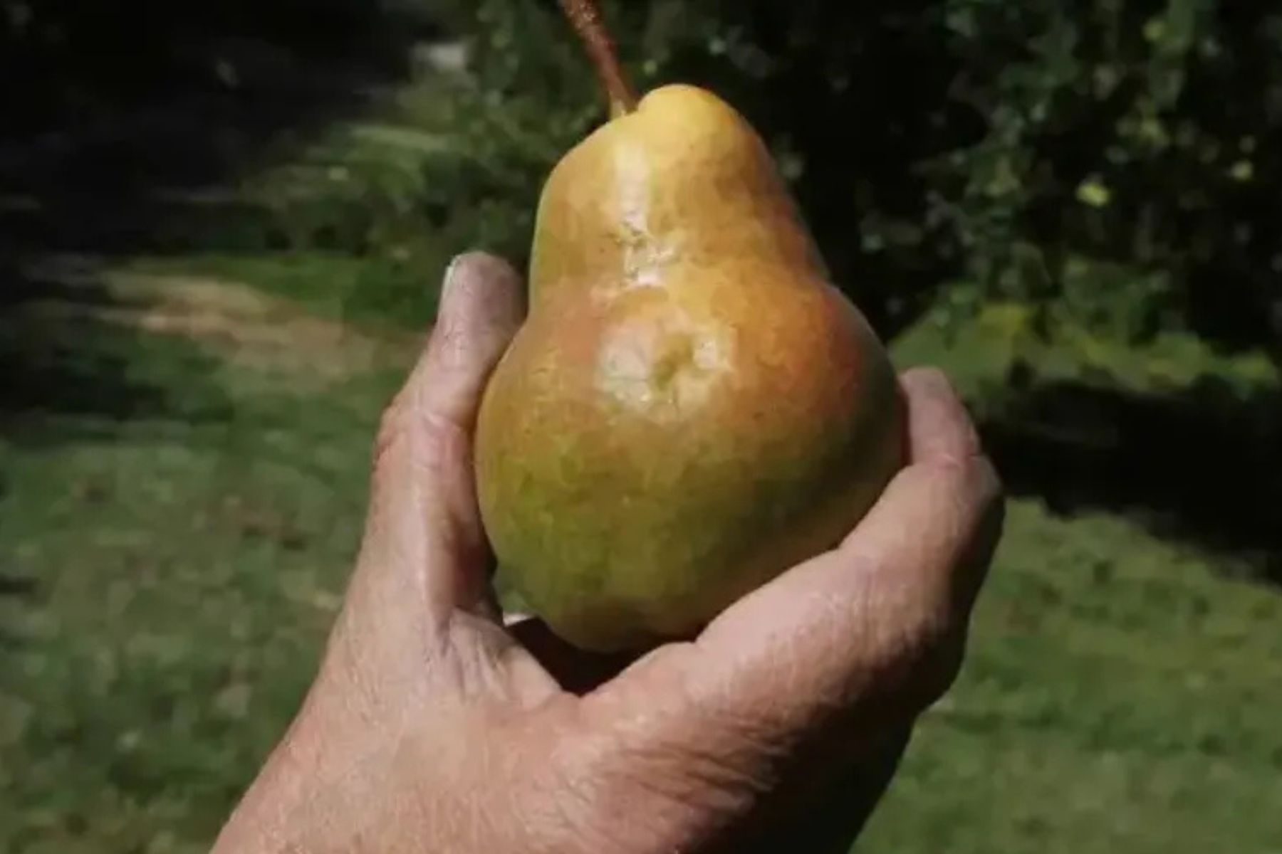 Del descarte al superalimento: la pera Williams se reinventa en polvo funcional