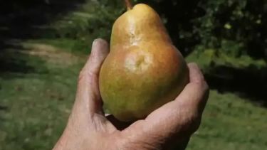 Del descarte al superalimento: la pera Williams se reinventa en polvo funcional