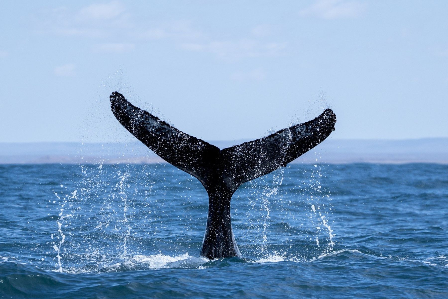 Por primera vez un rastreo satelital sigue a las ballenas jorobadas en Patagonia 