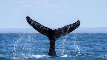 Por primera vez un rastreo satelital sigue a las ballenas jorobadas en Patagonia 