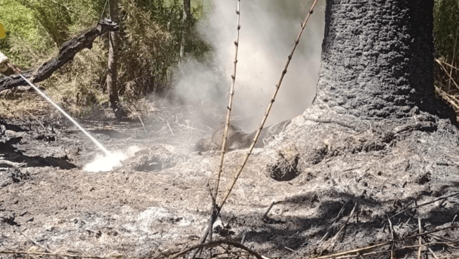 Incendio extinguido en el Parque Nacional Lanín (Foto: PN Lanín)