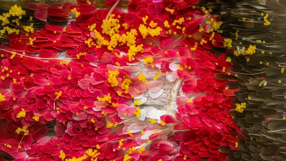 "Alas de mariposa con polen de girasol", la foto que ganó el concurso "Fotciencia" en categoría micro. Foto: gentileza Brandon Antonio Segura Torres y Priscilla Vieto Bonilla.