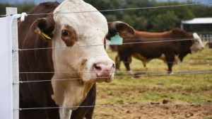 Santa Cruz: la Justicia frenó la flexibilización de la barrera sanitaria y protege el estatus libre de aftosa