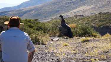 Un cóndor andino de Neuquén volvió a volar gracias a un tratamiento en Buenos Aires: «Estaba bastante golpeado»