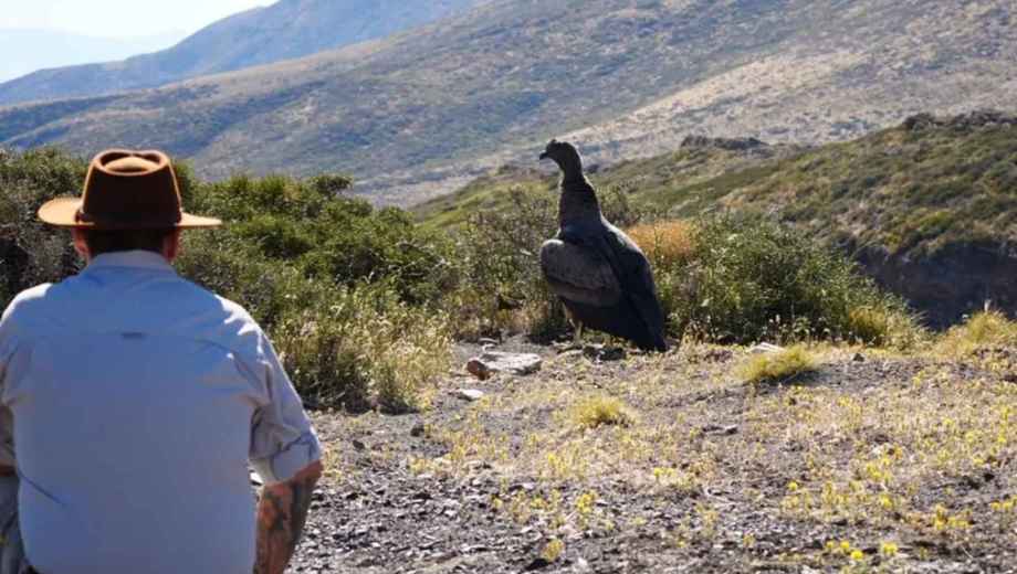 El cóndor juvenil fue liberado luego de un operativo coordinado por la dirección provincial de Fauna. Fotos: gentileza.