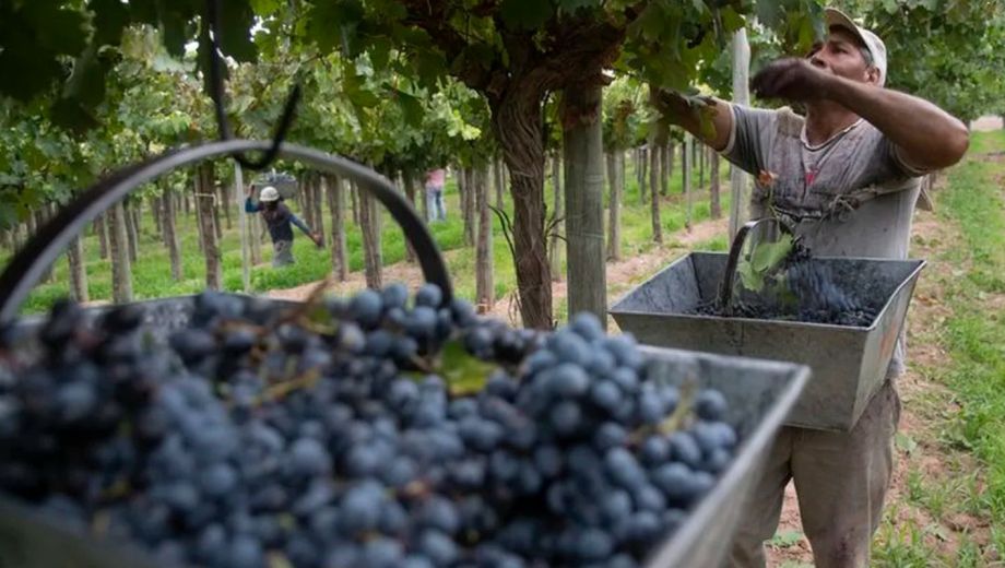 El empaque a campo por ahora solo rige para la cosecha de uvas.