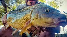 Imagen de De invasora a recurso: la otra vida de la carpa, entre acuaponia y pesca deportiva en la Patagonia