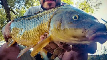 De invasora a recurso: la otra vida de la carpa, entre acuaponia y pesca deportiva en la Patagonia