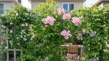 Creá un cerco vivo en meses: 3 plantas de crecimiento ultra rápido para tu jardín