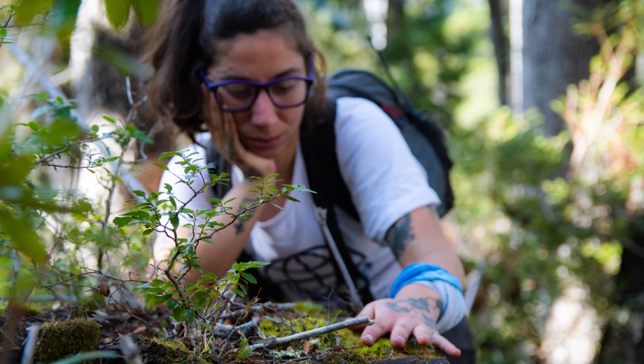Las restauraciones en las zonas afectadas por los incendios. Foto: gentileza