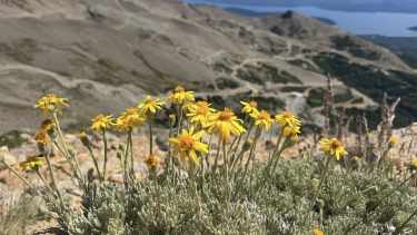 Las tres especies de flores que dan vida al cerro Catedral en verano