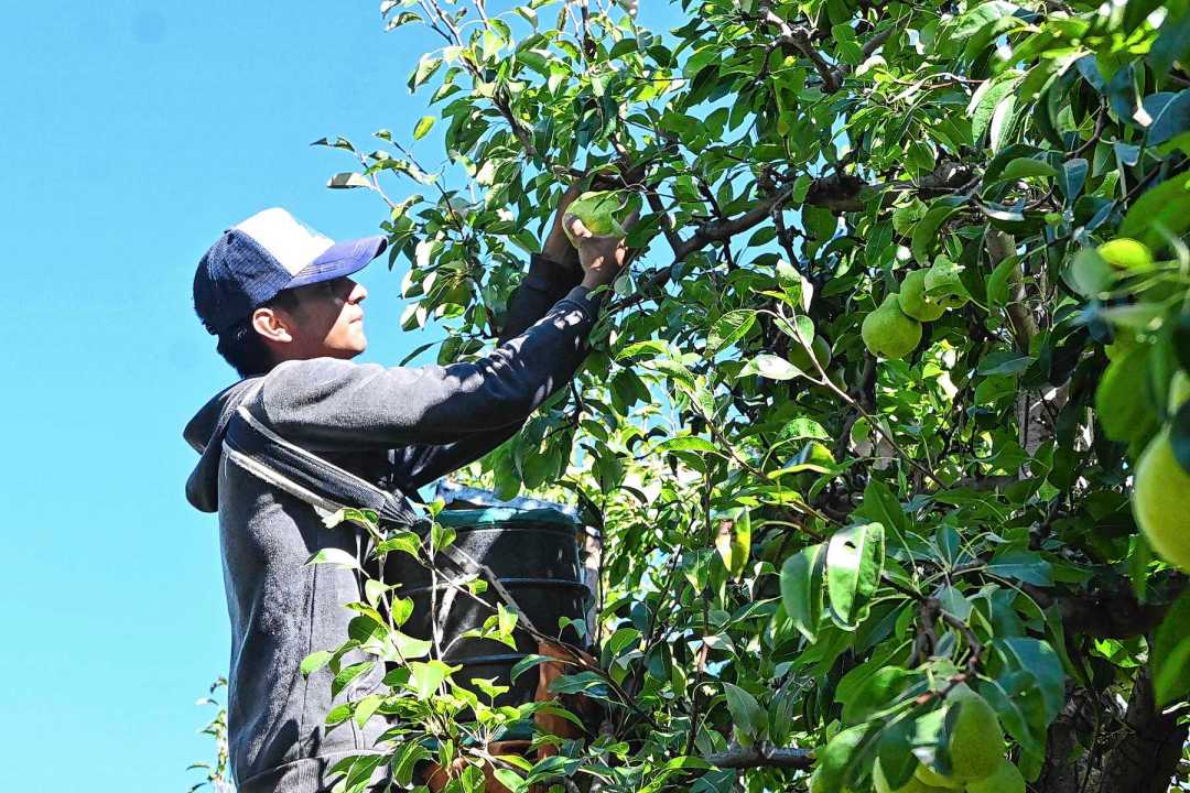 La cosecha, uno de los momentos que más emociona cada año a Ariel Diomedi, un apasionado por la producción de peras y manzanas en Río Negro y Neuquén.
