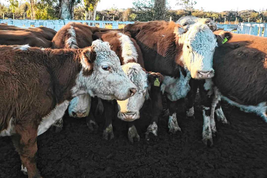 La ganadería argentina atraviesa en renovado auge gracias a una demanda sostenida de proteínas cárnicas desde el exterior.