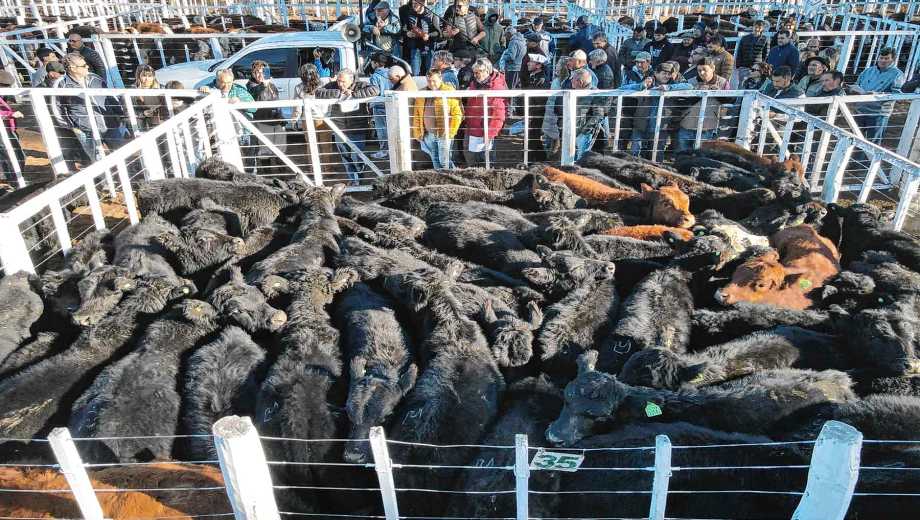 Los precios de la hacienda suben por la oferta restringida y demanda creciente. Foto: archivo Juan Thomes.