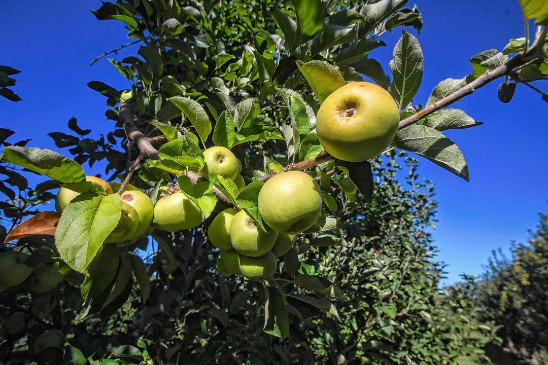 Bancos de germoplasma: la reserva gen&eacute;tica que sostiene el futuro del agro argentino