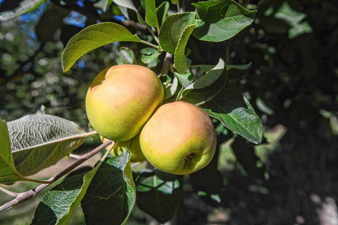 Bancos de germoplasma: la reserva gen&eacute;tica que sostiene el futuro del agro argentino