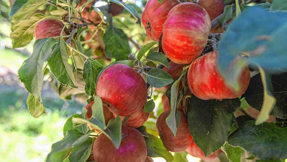 Banco de germoplasma en INTA Guerrico.