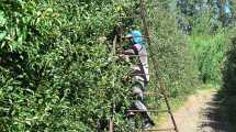 Imagen de Fruticultura en la Norpatagonia: la búsqueda de un nuevo equilibrio para una actividad en transformación