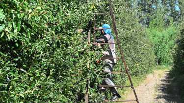 Fruticultura en la Norpatagonia: la búsqueda de un nuevo equilibrio para una actividad en transformación