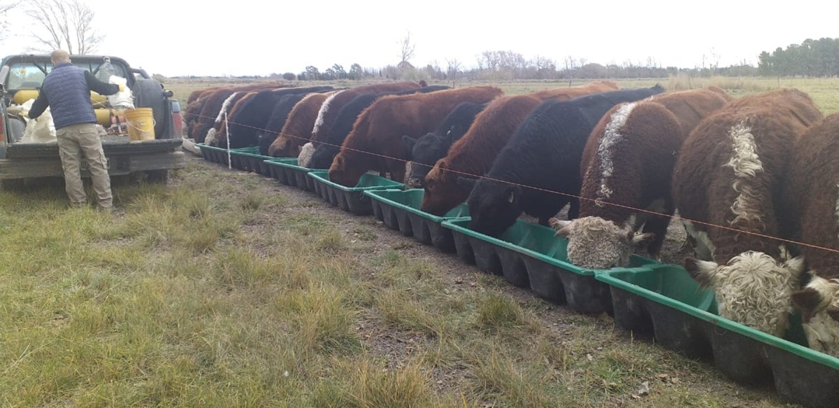 Maíz en la dieta bovina: cómo mejorar la ganancia de peso y la calidad de carne con un manejo adecuado