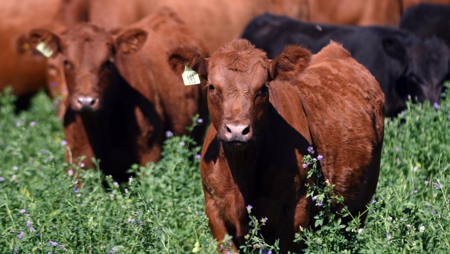 Más de dos décadas de trabajo paciente dieron forma a una cabaña que hoy es referencia en la región. Foto: Marcelo Ochoa.