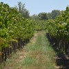 Imagen de San Patricio del Chañar celebra su aniversario consolidado como capital del vino y protagonista de una vendimia histórica